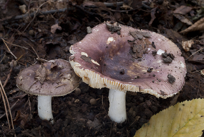 Russula carpini